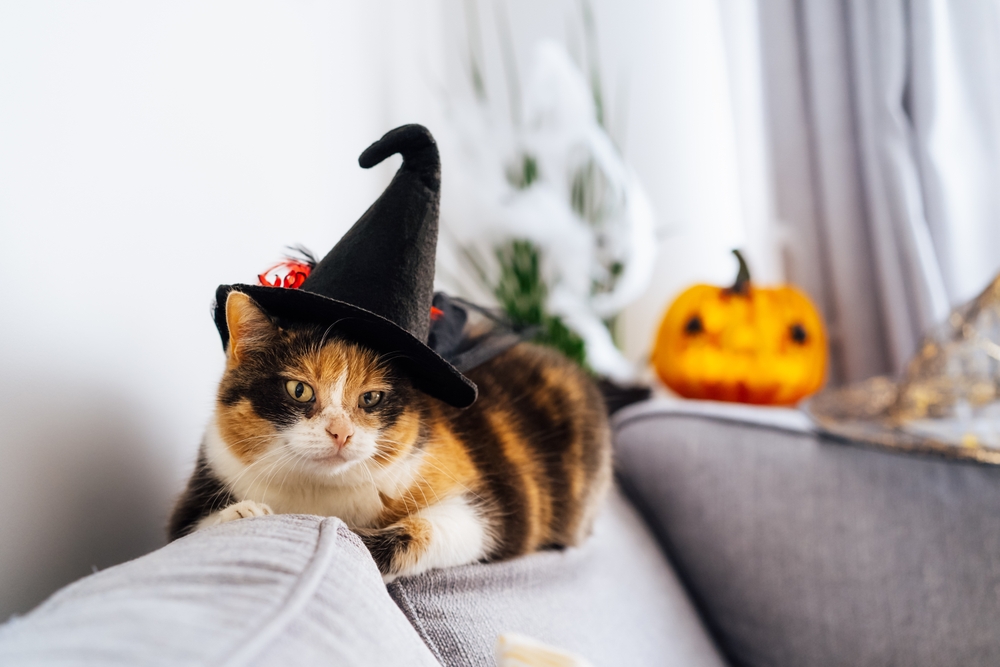 Multicolored,Cat,Lying,On,The,Gray,Couch,In,Witch,Hat